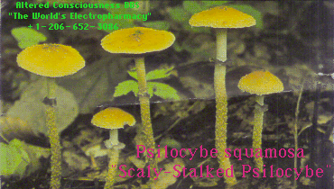 Psilocybe squamosa.gif